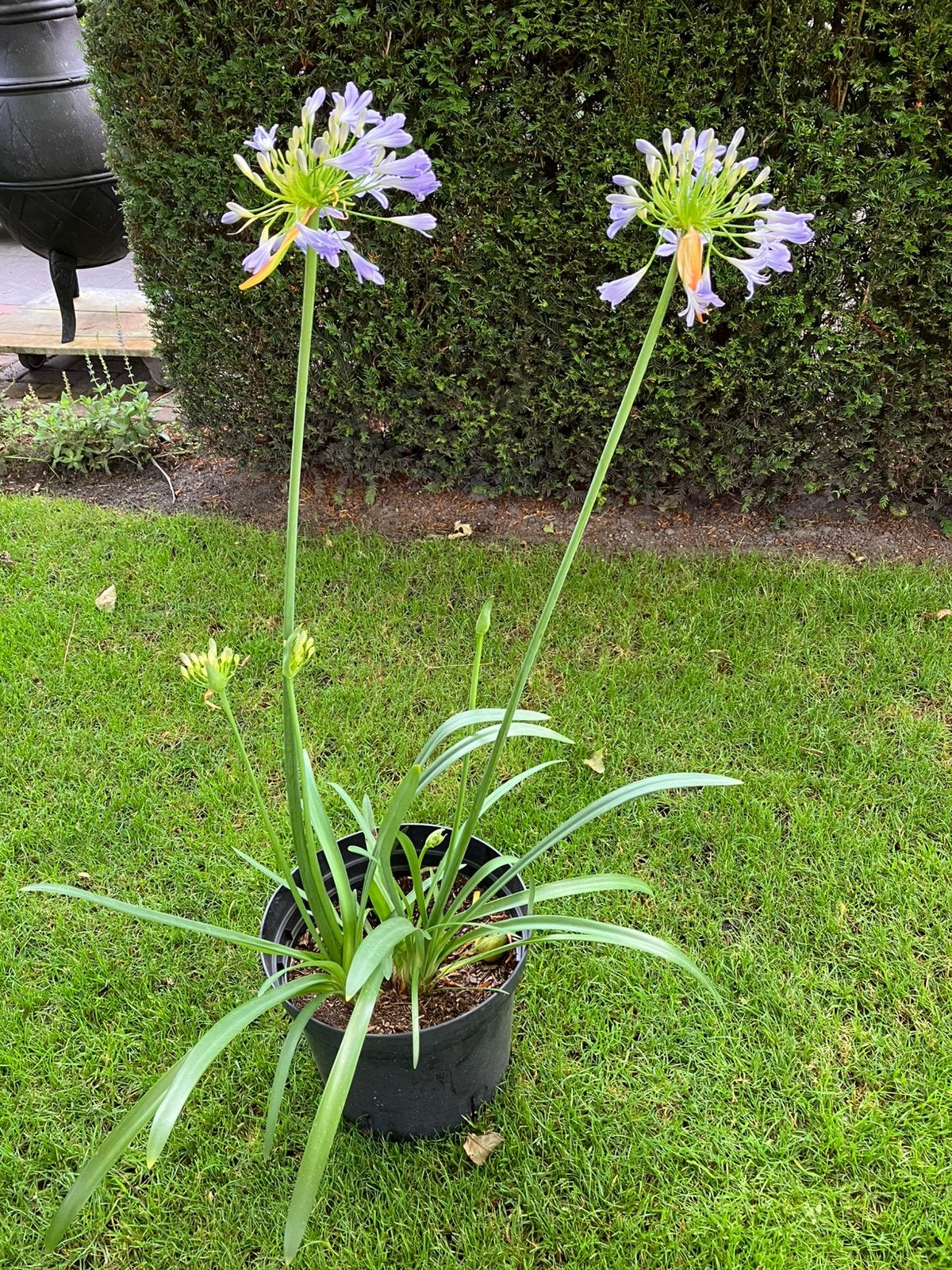Grote pot Afrikaanse lelie (Agapanthus), Volle zon, Vaste plant, Zomer, Ophalen