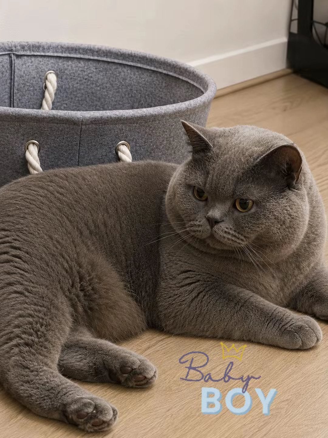 Prachtige britsekorthaar dekkater beschikbaar, Kater, 0 tot 2 jaar