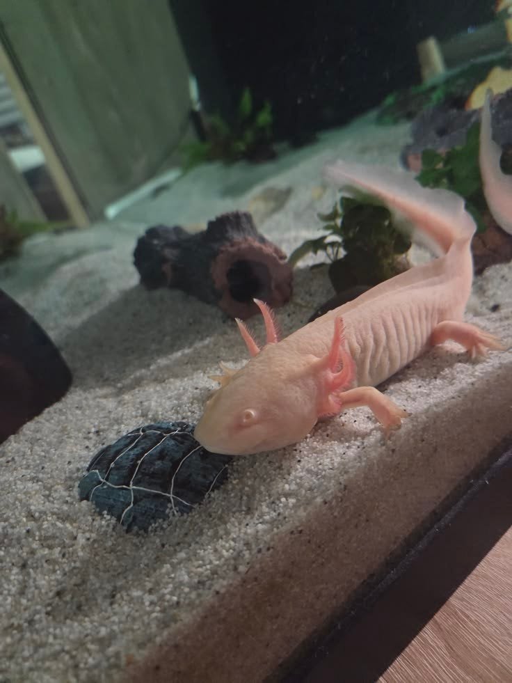 Albino Axolotl +aquarium 80l en alles er in en erbij, Dieren en Toebehoren, Overige soorten, Met terrarium, 0 tot 2 jaar