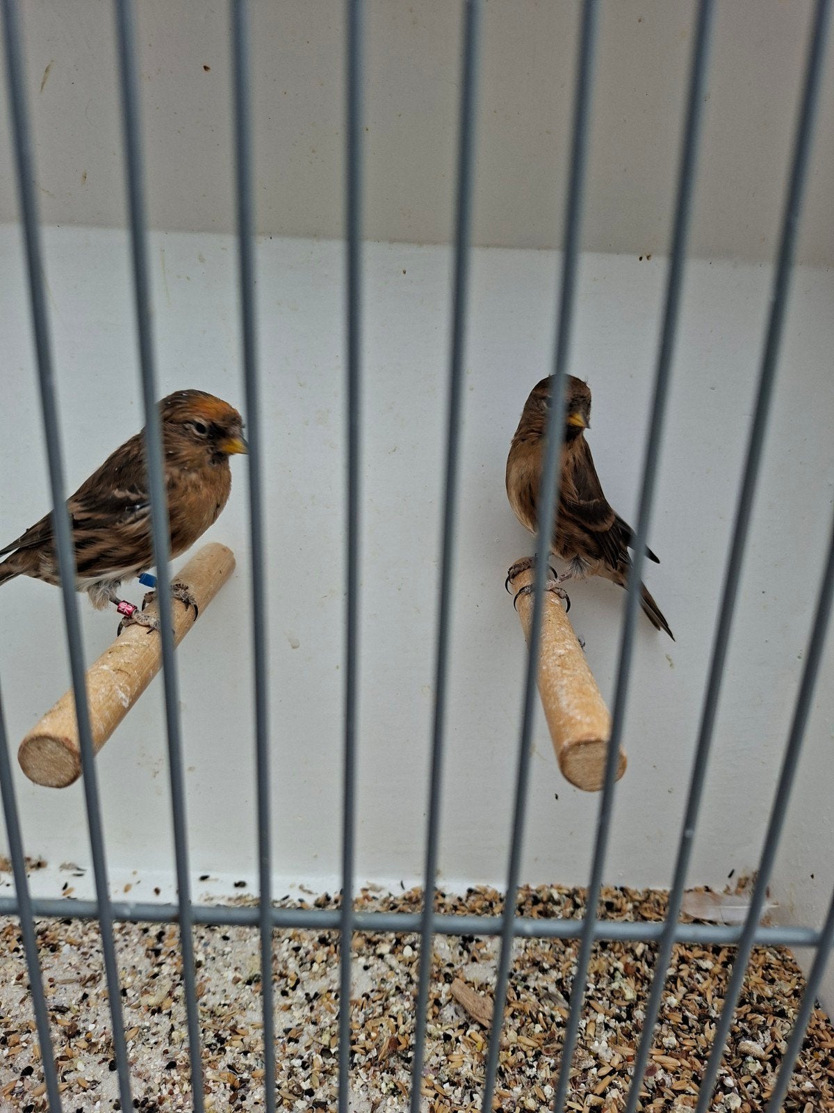 koppel barmsijzen, Meerdere dieren, Wildzangvogel