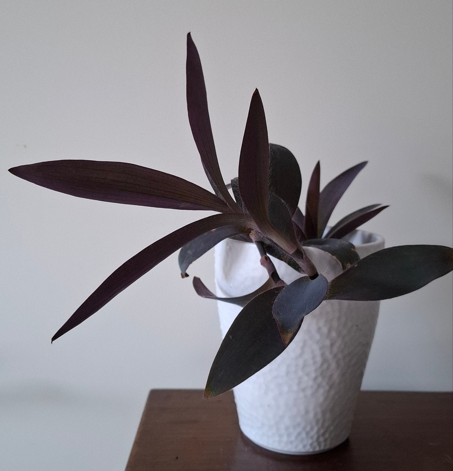Tradescantia pallida Purple Heart, Ophalen, Halfschaduw, Minder dan 100 cm