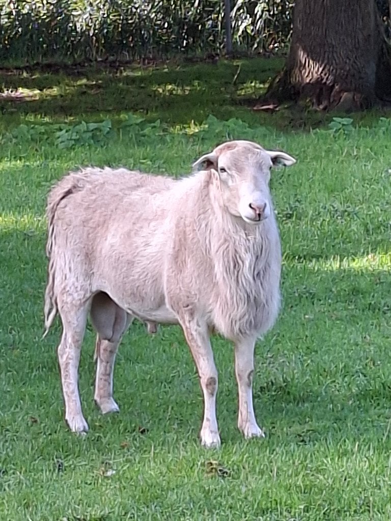 Maasduin dekram, Dieren en Toebehoren, Mannelijk, Schaap, 0 tot 2 jaar