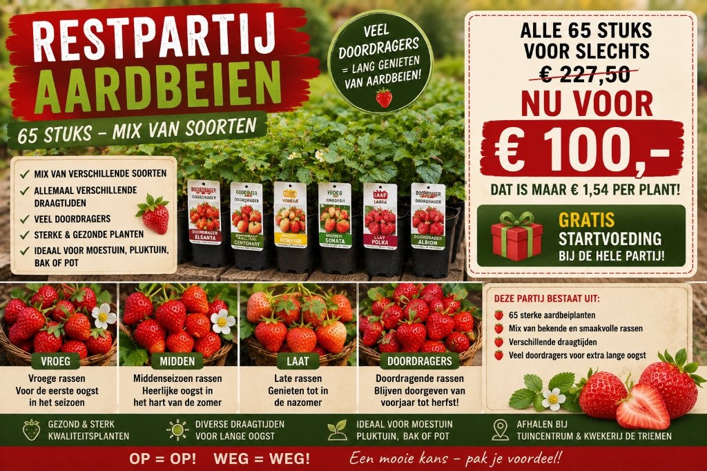 65 aardbeienplanten €100 – diverse soorten + gratis voeding, Volle zon, Vaste plant, Ophalen of Verzenden, Fruitplanten