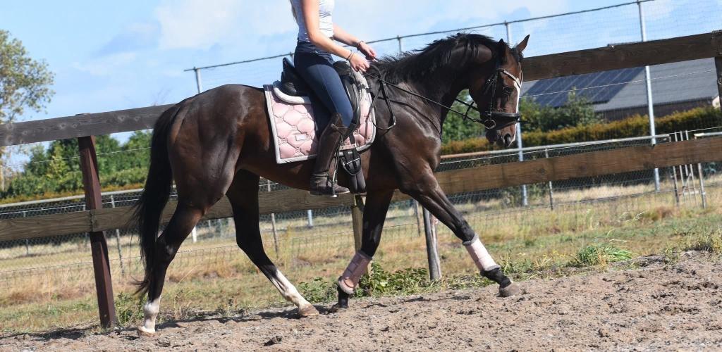 Eyecatcher: superbrave 9 jarige rijpaardmerrie, Dieren en Toebehoren, Paarden, Merrie, Met stamboom, L, 7 tot 10 jaar