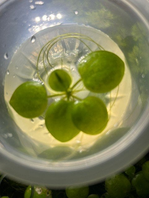 Drijfplantjes voor in het aquarium. Fris groen., Kreeft, Krab of Garnaal