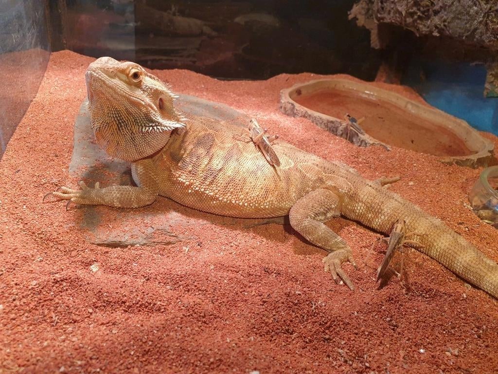 Baardagaam Bearded Dragon - female for sale from lmulder