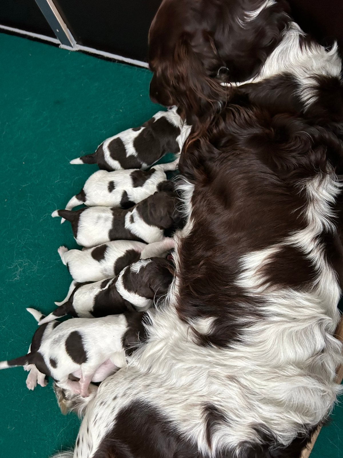 Heidewachtel puppy’s, 8 tot 15 weken, Meerdere, Meerdere dieren, Nederland