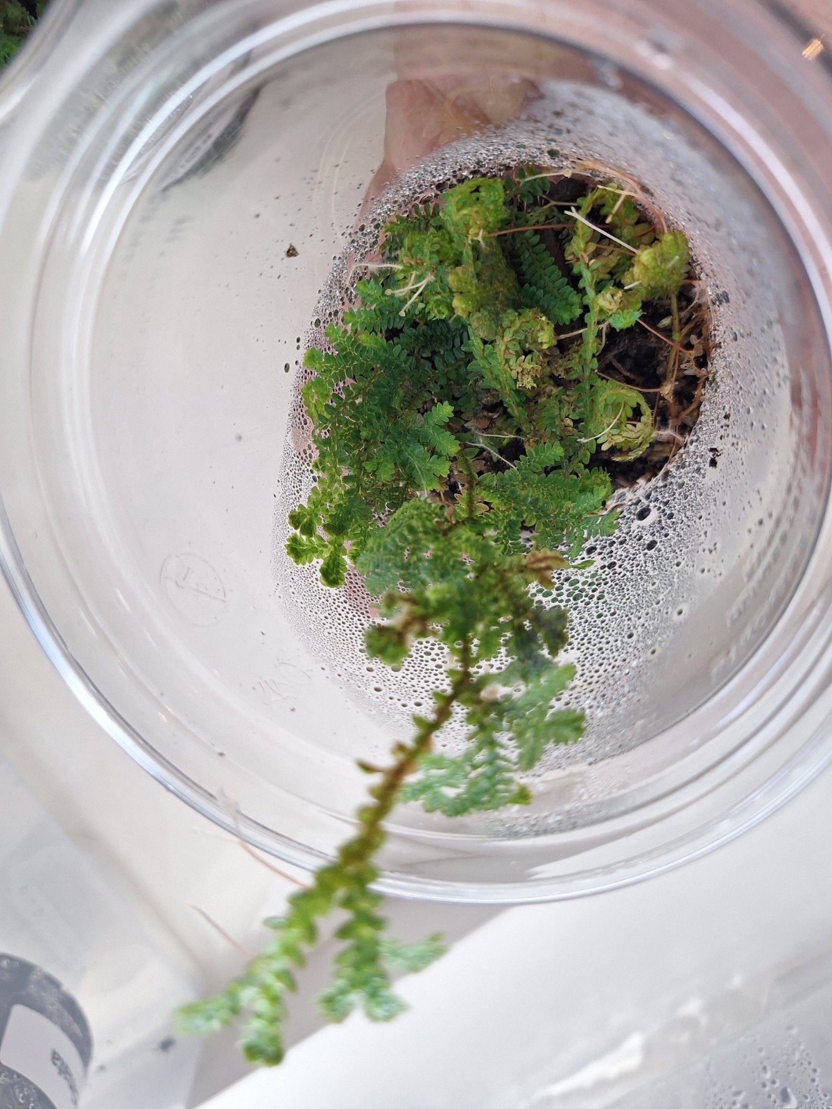 terrarium plant Selaginella uncinata, Ophalen of Verzenden, Halfschaduw, Minder dan 100 cm