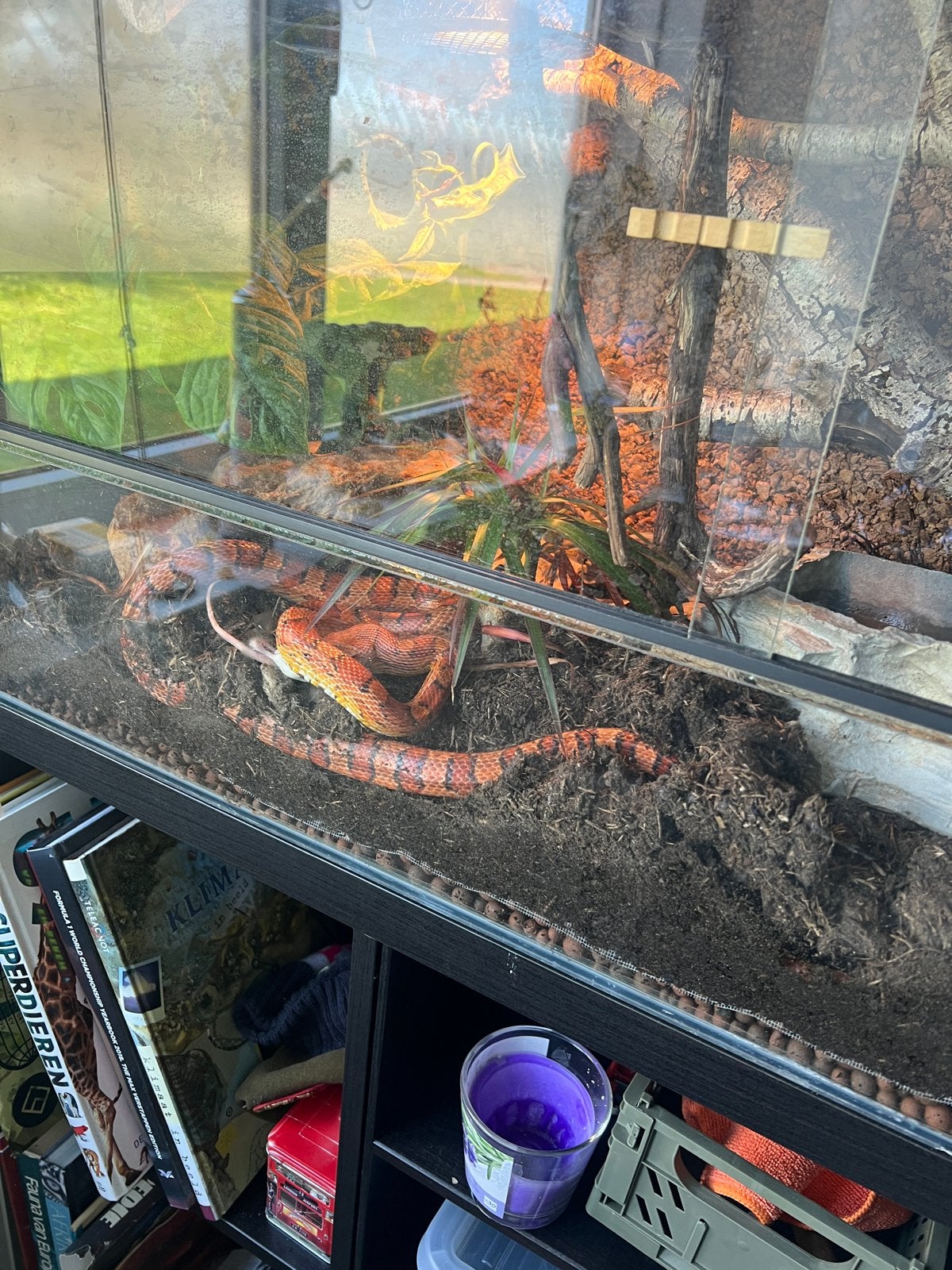 Rode rattenslang eventueel met terrarium, Slang, 3 tot 6 jaar