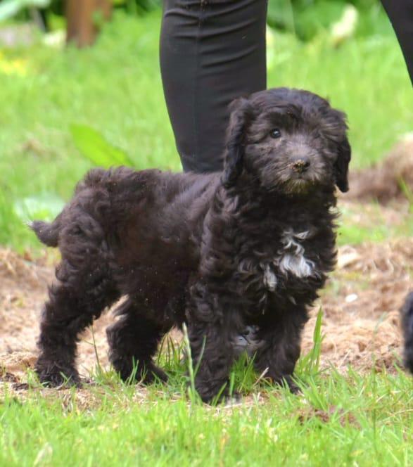 3 nog 2! Prachtige ShiPoo(shihtzu x Poedel) 2 boys, Dieren en Toebehoren, Parvo, Nederland, Overige rassen, 8 tot 15 weken