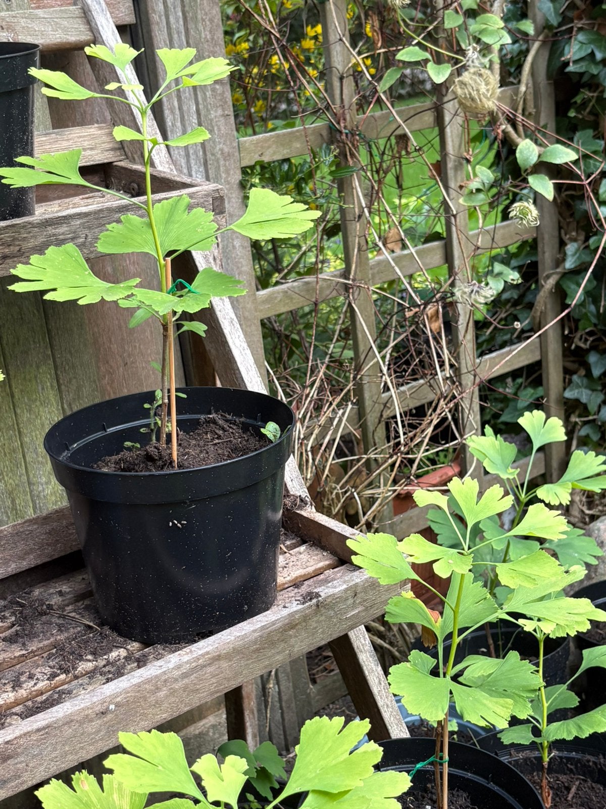 Ginkgo Biloba (Japanse notenboom), Volle zon, Vaste plant, Bloeit niet, Ophalen