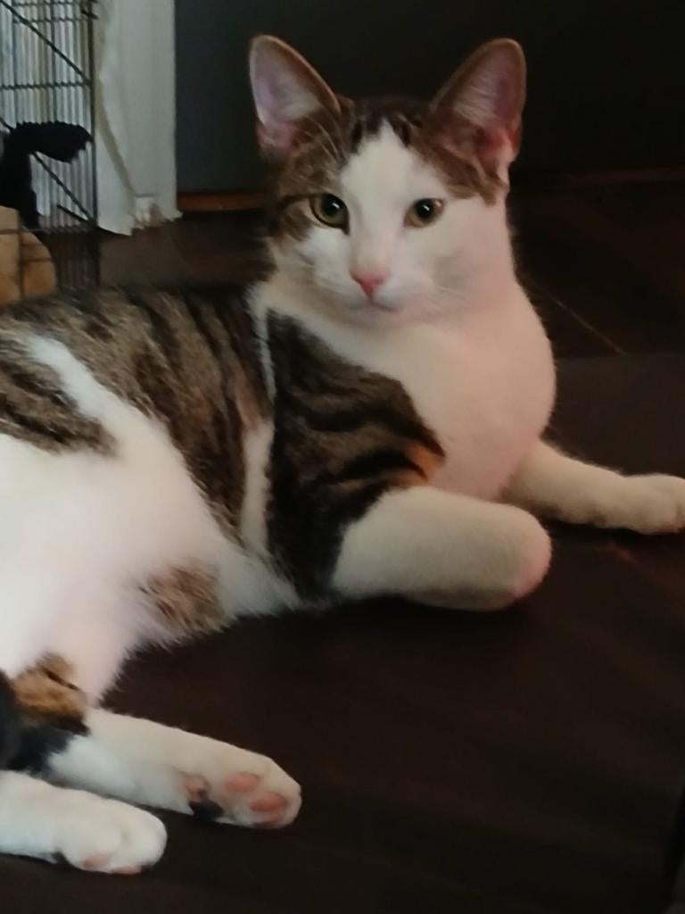 Gouden mandje gezocht voor Charlie, Dieren en Toebehoren, Katten en Kittens | Dekkaters, 0 tot 2 jaar