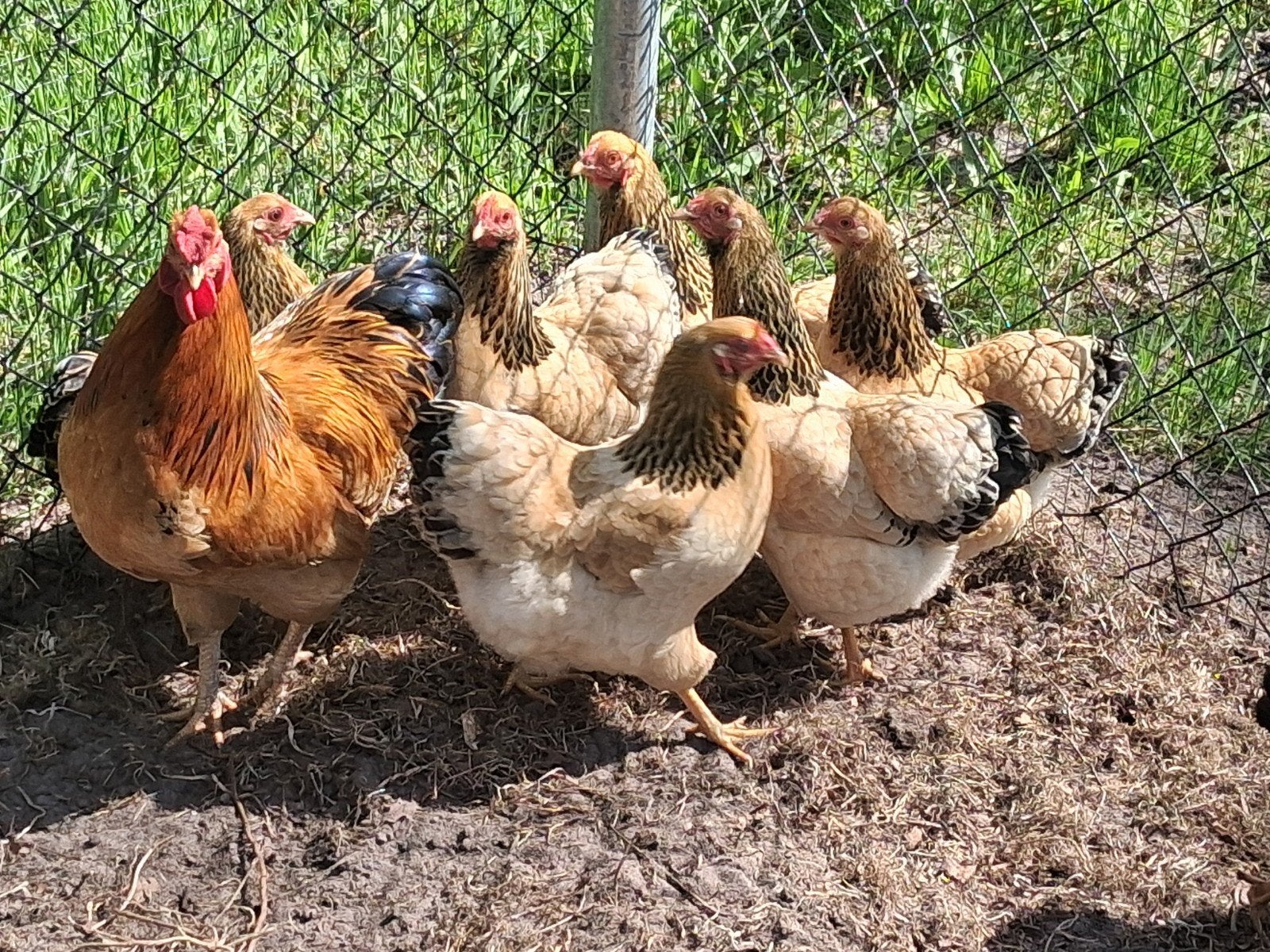 wyandotte buff kriel hennen, Dieren en Toebehoren, Pluimvee, Vrouwelijk, Kip