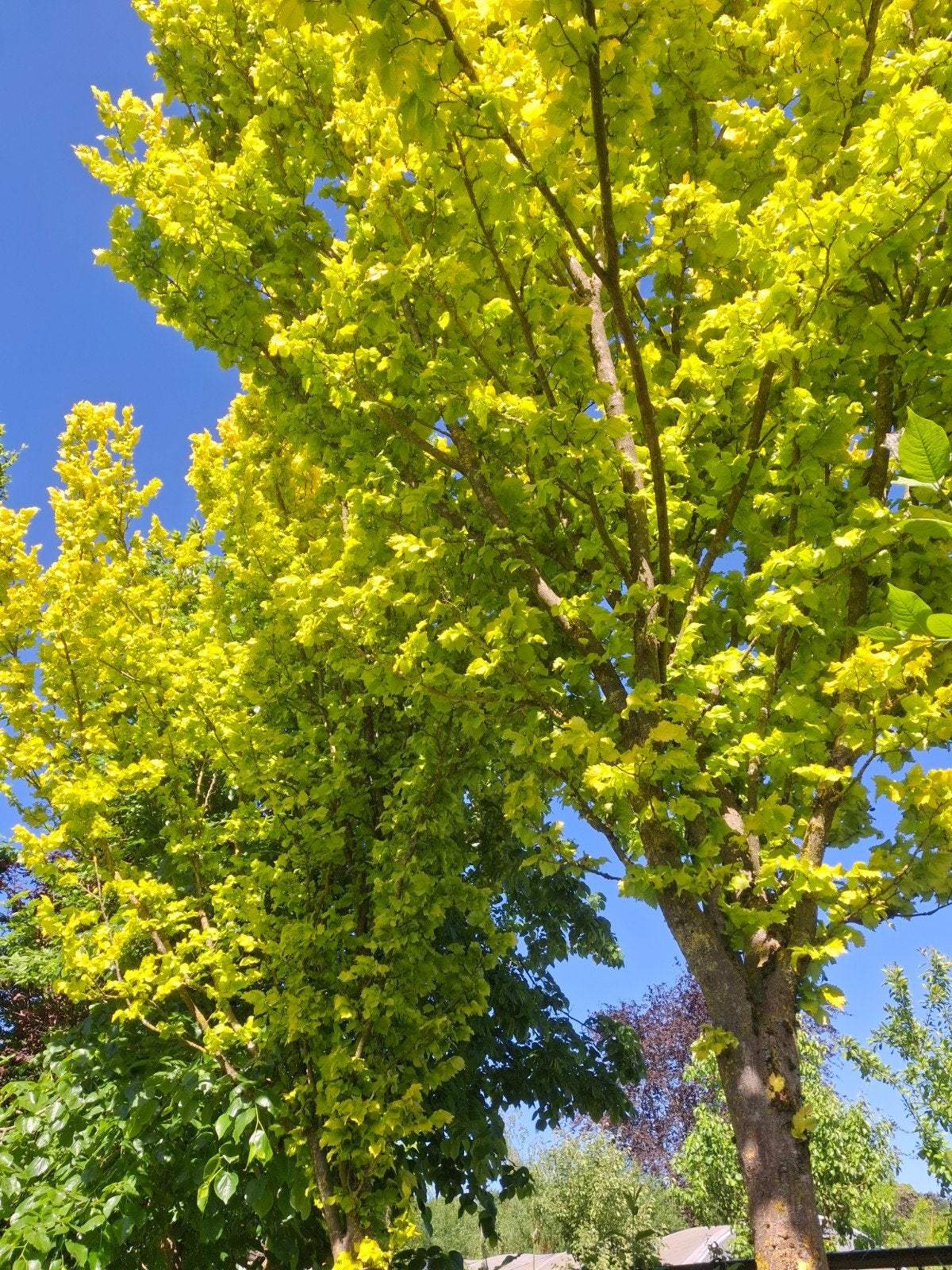 Ulmus x hollandica Wredei - Grote Goudiep hoogstam | OP = OP, Bloeit niet, Overige soorten, 400 cm of meer, Ophalen