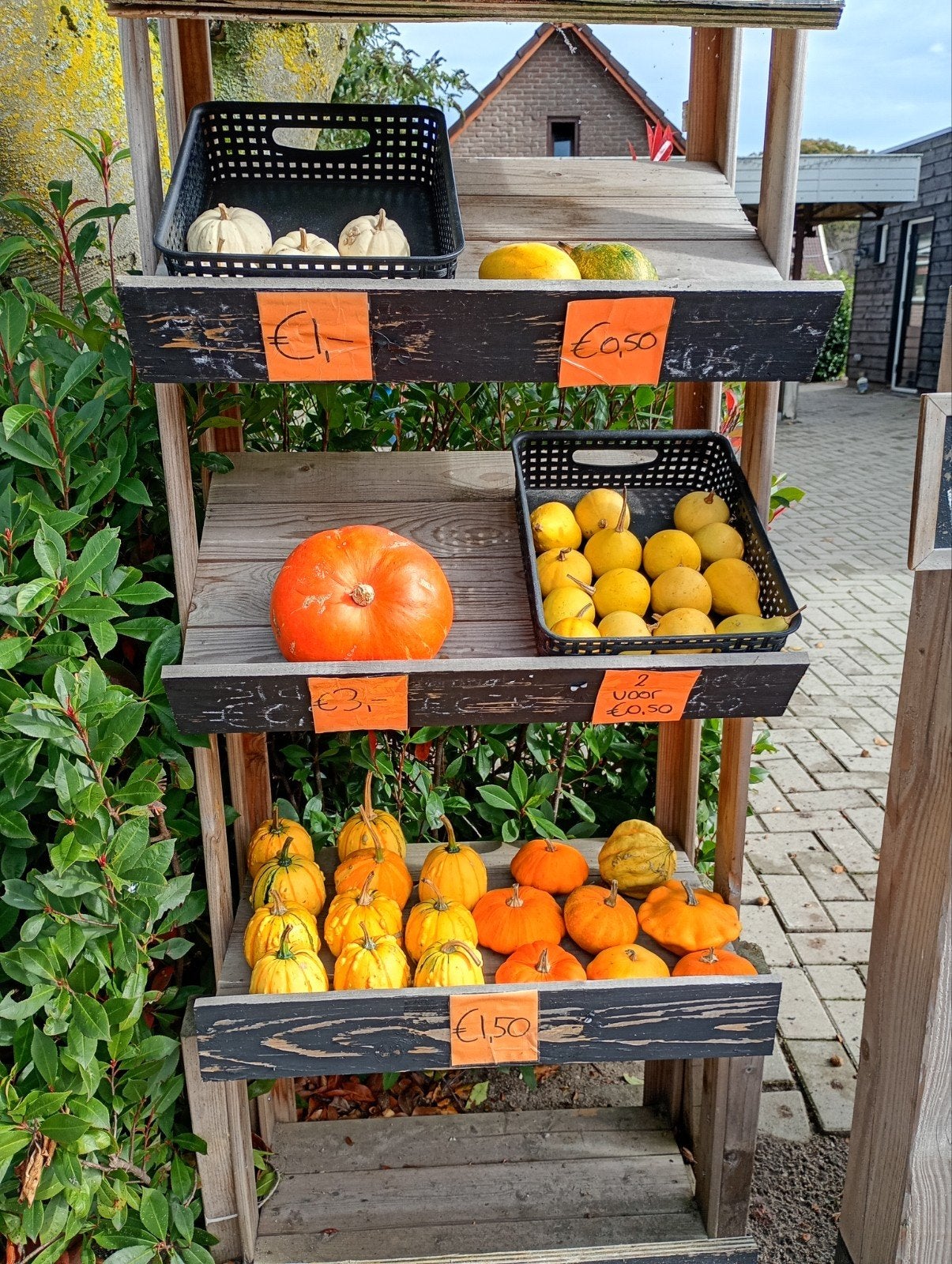 Laatste pompoenen en kalebassen, Ophalen, Minder dan 100 cm, Volle zon, Herfst