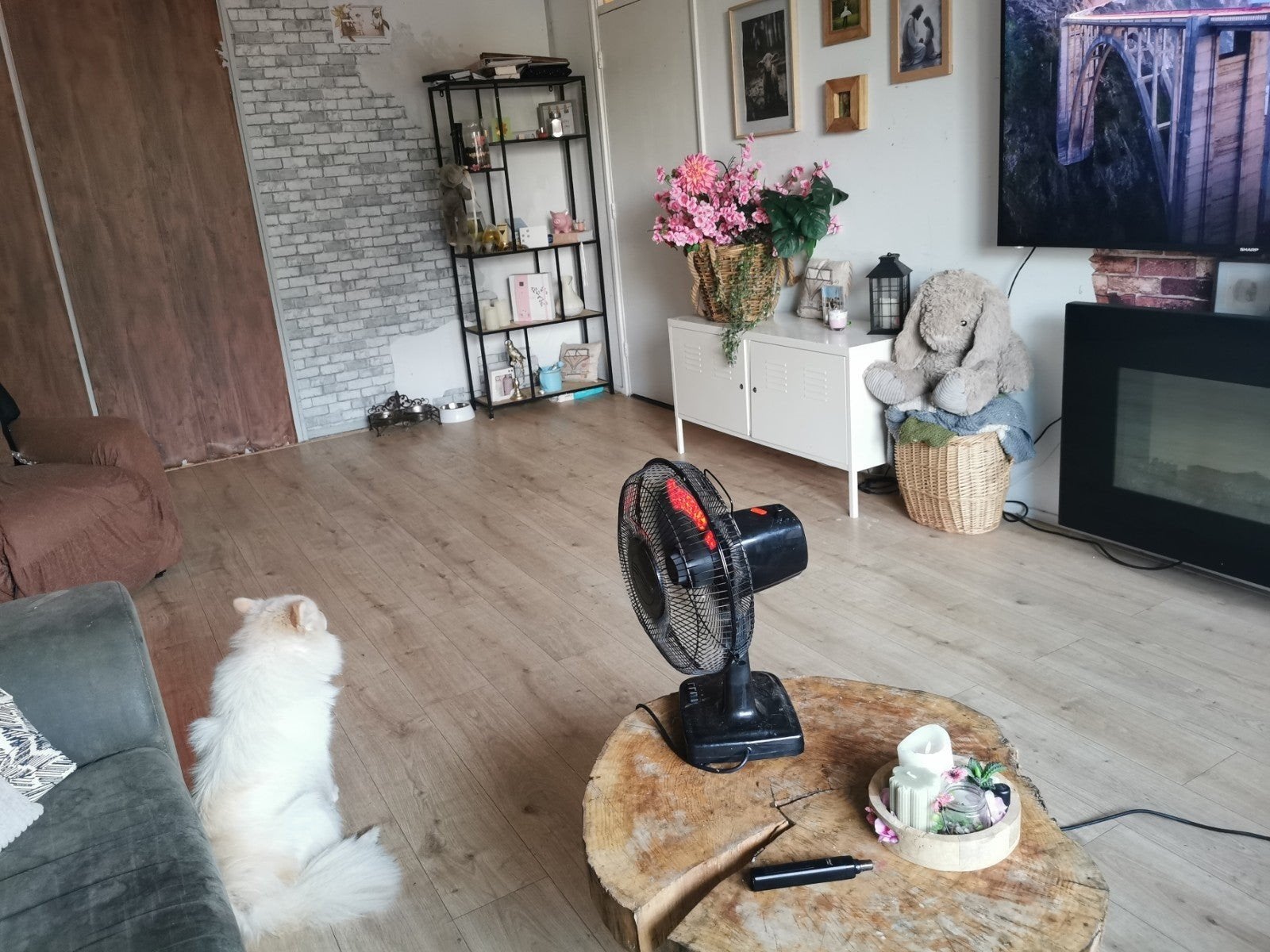 Opvang kleine/middelgrote hond aangeboden. Vakantieopvang, Ophalen
