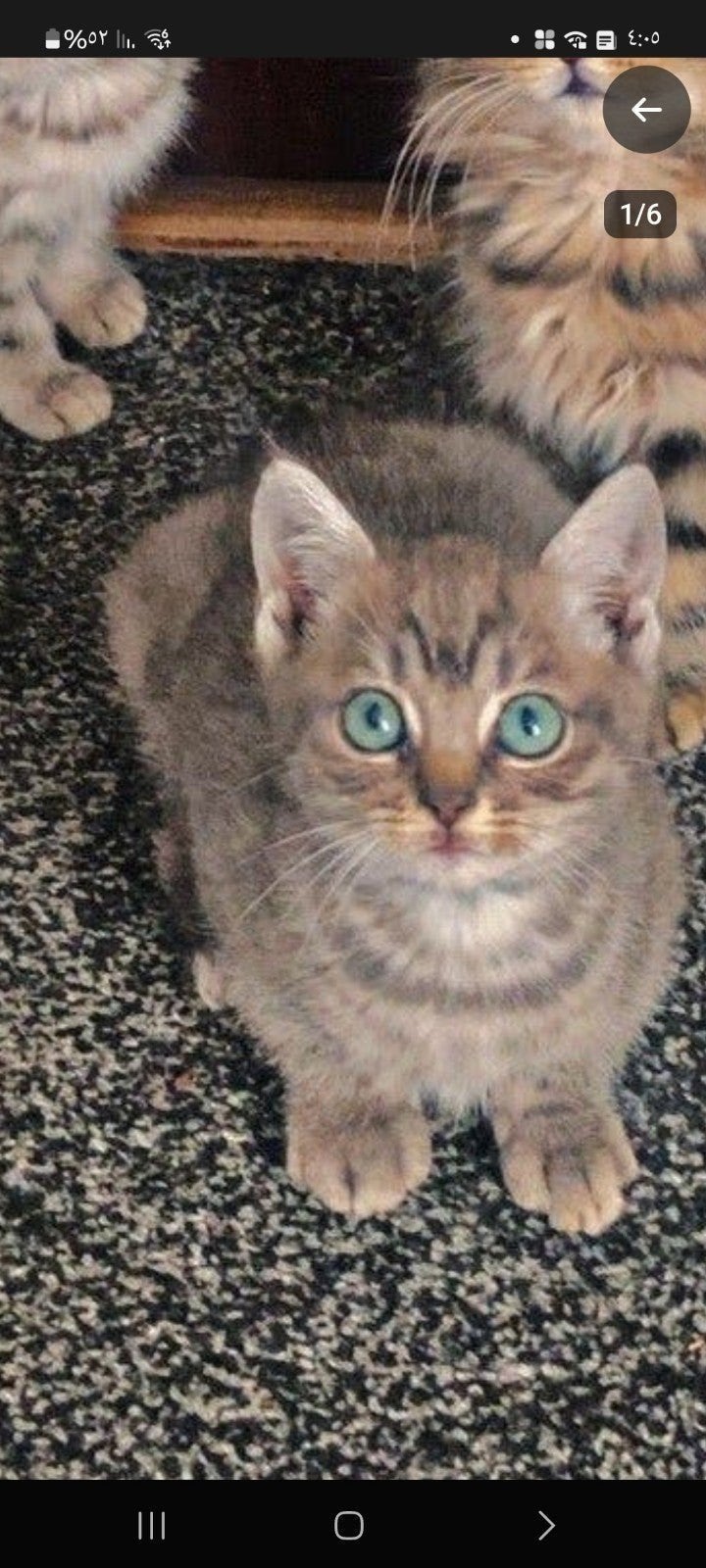 kater te koop, Dieren en Toebehoren