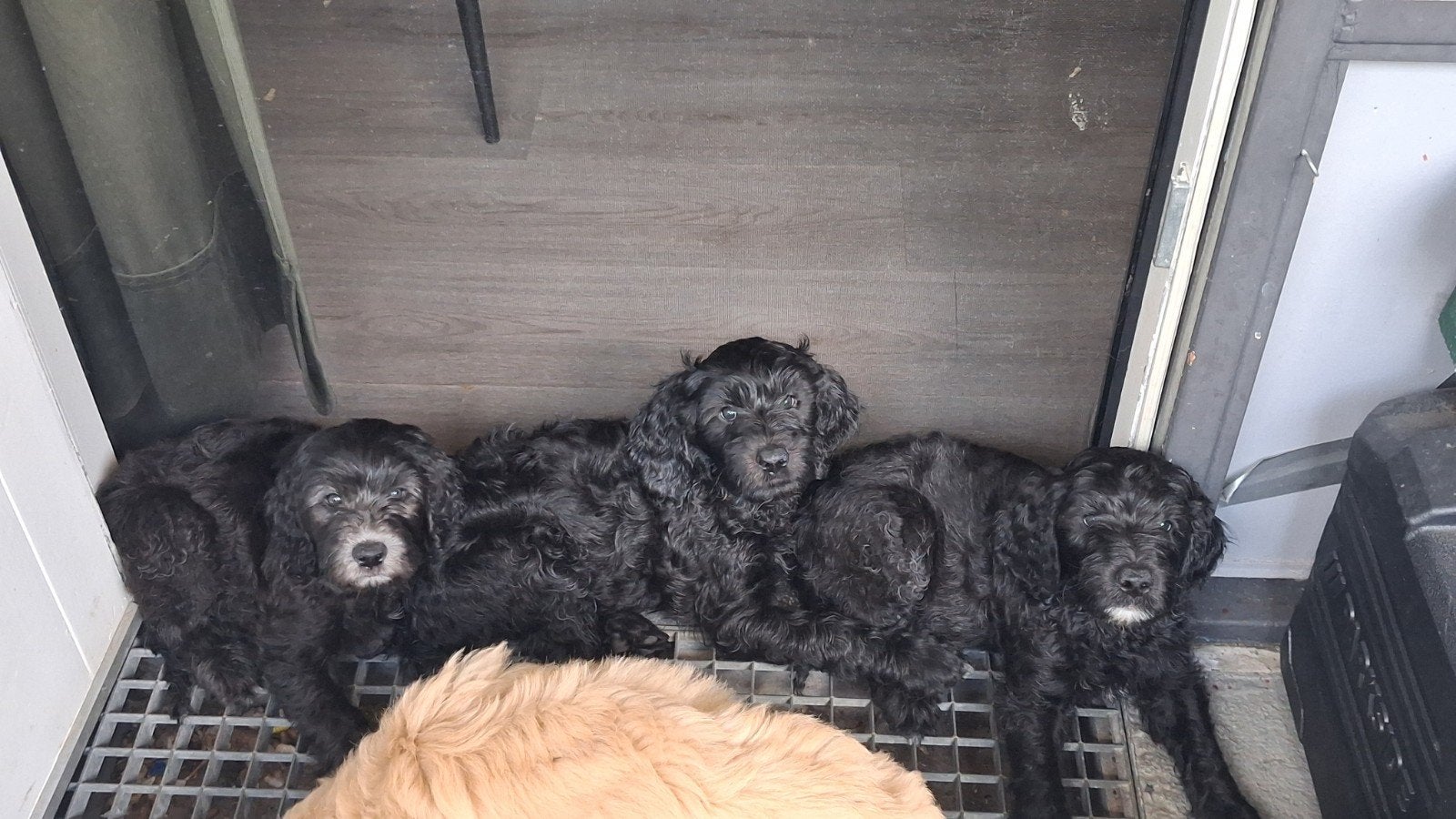 pups Labradoodle  mogen verhuizen, Dieren en Toebehoren, Poedel, 8 tot 15 weken, Meerdere, Meerdere dieren