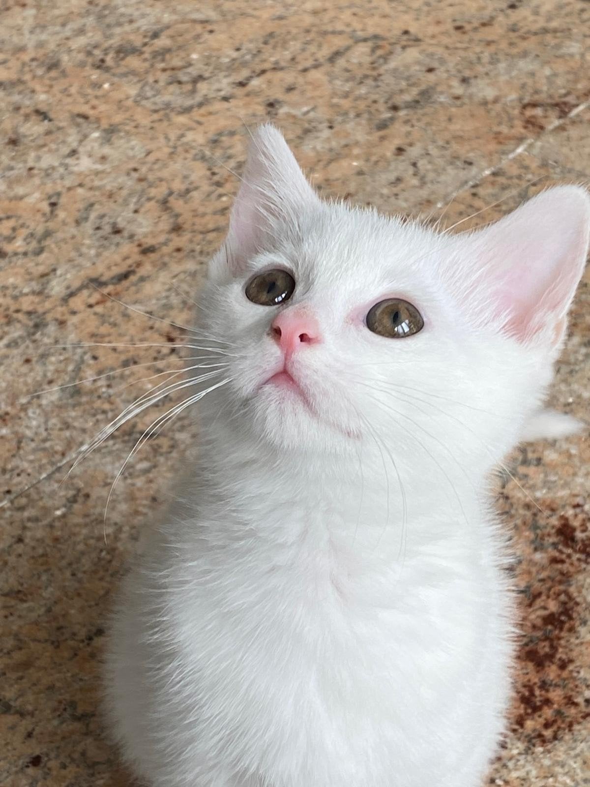 4 kittens te koop (2 volledig wit & 2 met spots), Dieren en Toebehoren, Katten en Kittens | Raskatten | Korthaar, Meerdere dieren