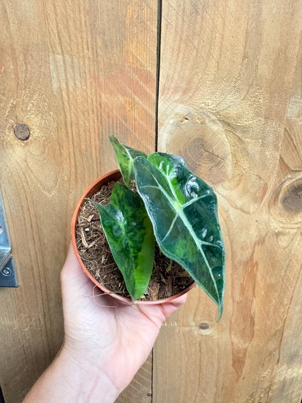 Alocasia amazonica polly variegata plant aurea yellow lime, Huis en Inrichting, Kamerplanten, Ophalen of Verzenden, Halfschaduw