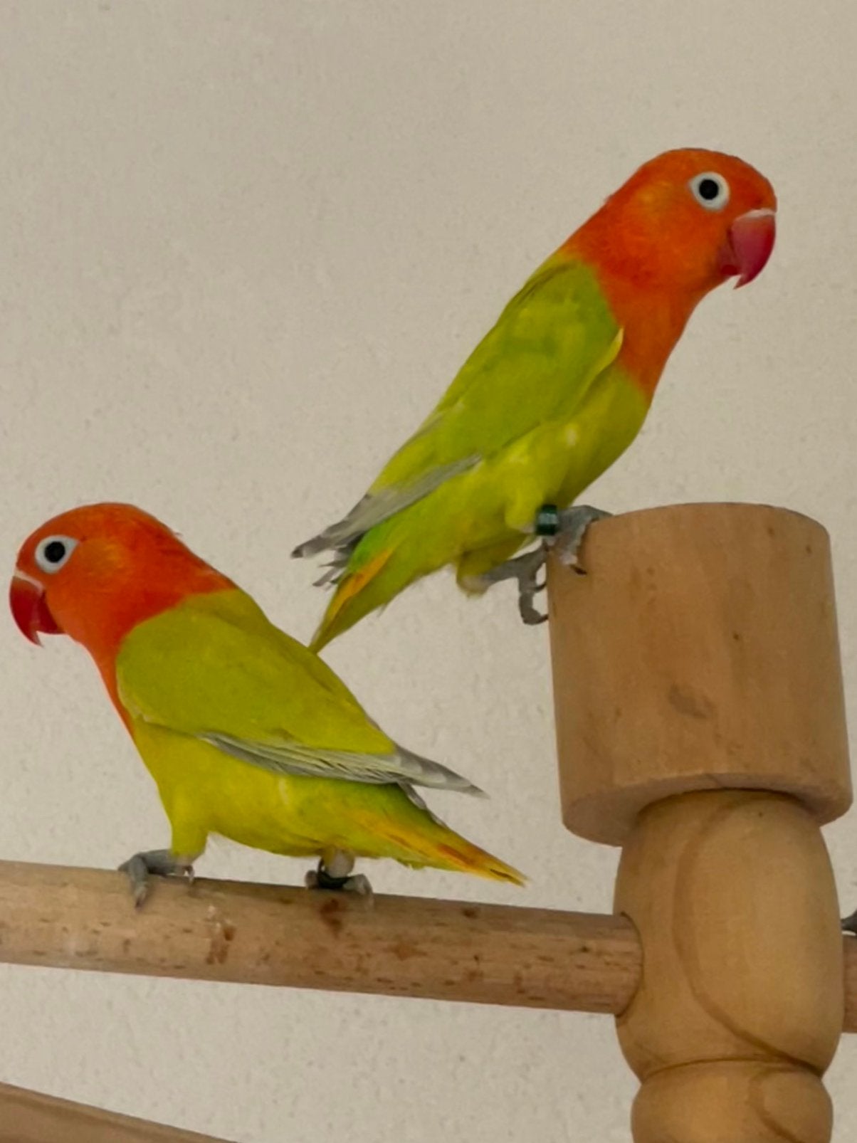 Prachtige Lieve Handtamme Agapornis Dwergpapegaai Lovebird, Meerdere dieren, Dwergpapegaai of Agapornis, Tam