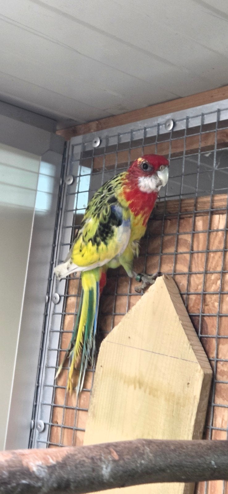 koppel rosella.s., Meerdere dieren, Parkiet, Geringd