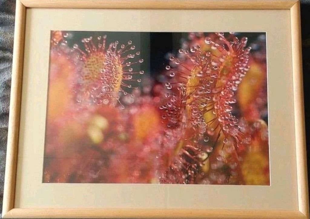 Zonnedauw (foto)... in Barth wissellijst van 40x50 cm., Ophalen of Verzenden