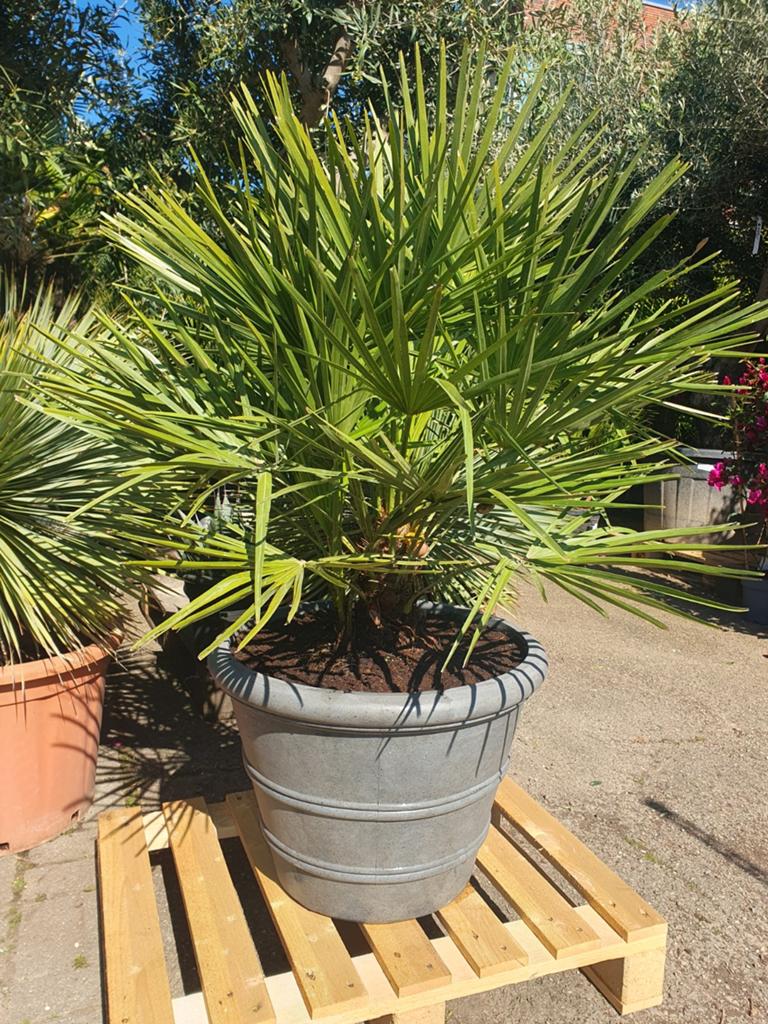 Palm in een deco pot, Ophalen, Overige soorten, Volle zon