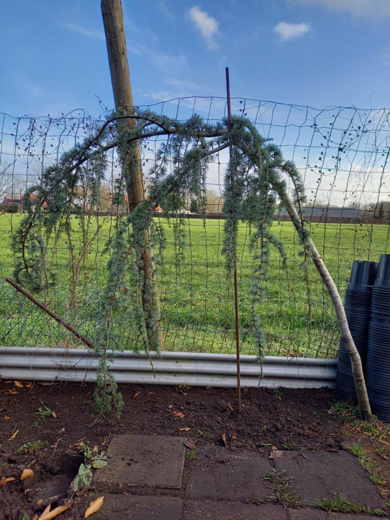 Blauwe treur ceder Cedrus libani 'Glauca Pendula', Tuin en Terras, Planten | Bomen, Overige soorten, 100 tot 250 cm, Ophalen, Volle zon