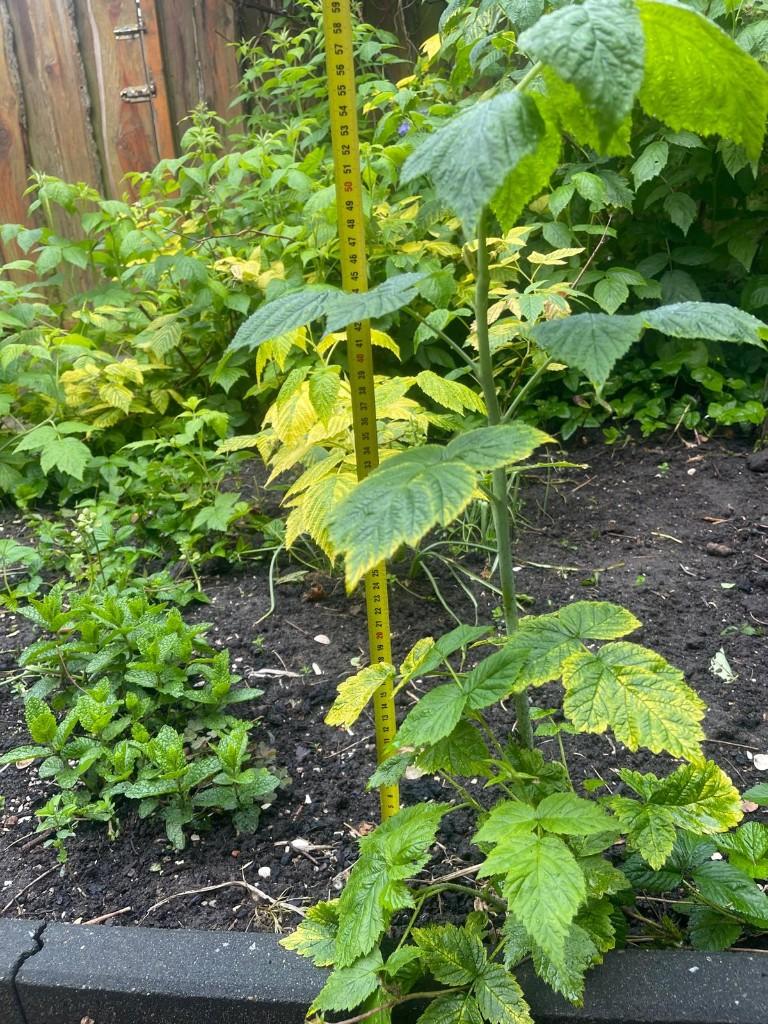 framboos stekken, Tuin en Terras, Ophalen, Volle zon, Vaste plant, Zomer