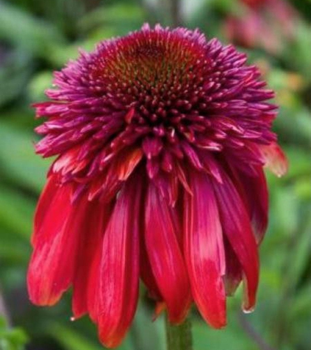 Echinacea Eccentric - Rode Zonnehoed in 2L pot, Overige soorten, Volle zon, Vaste plant, Ophalen of Verzenden