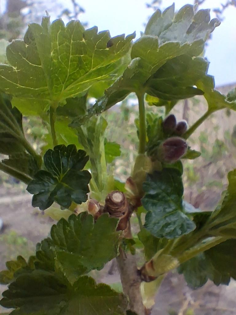 TUINPLANTEN;  diverde soorten BESSENSTRUIKEN, VASTE PLANTEN, Ophalen, IJzer