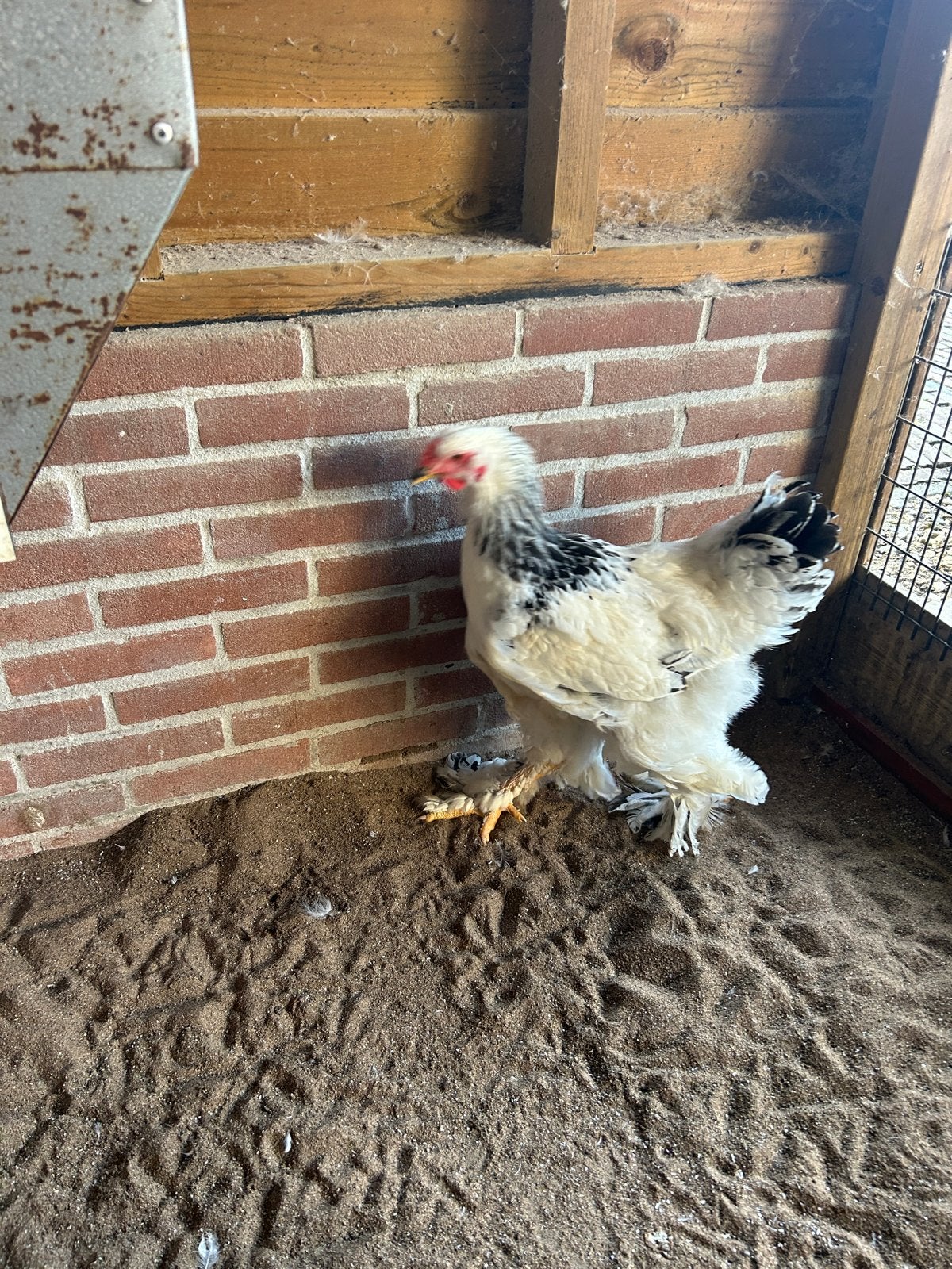 Brahma columbia haan van dit jaar, Dieren en Toebehoren, Pluimvee, Mannelijk, Kip