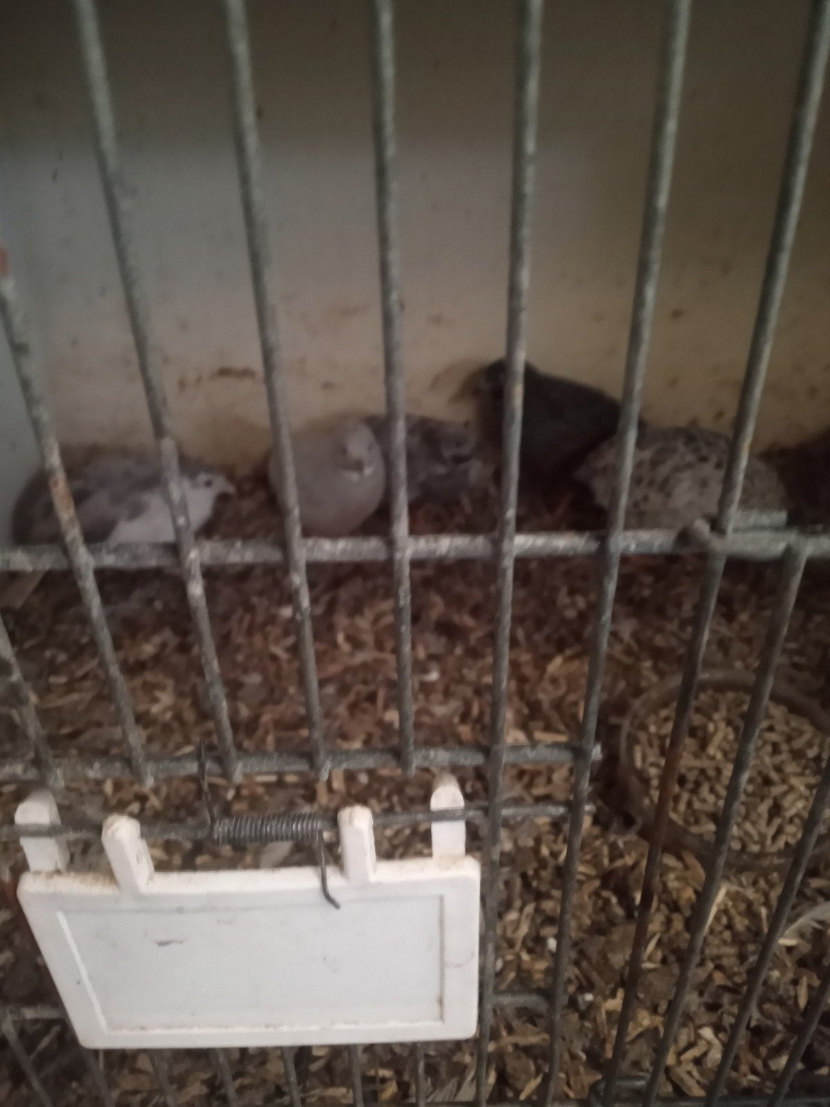 Texas kwartels, Dieren en Toebehoren, Pluimvee, Meerdere dieren, Overige soorten
