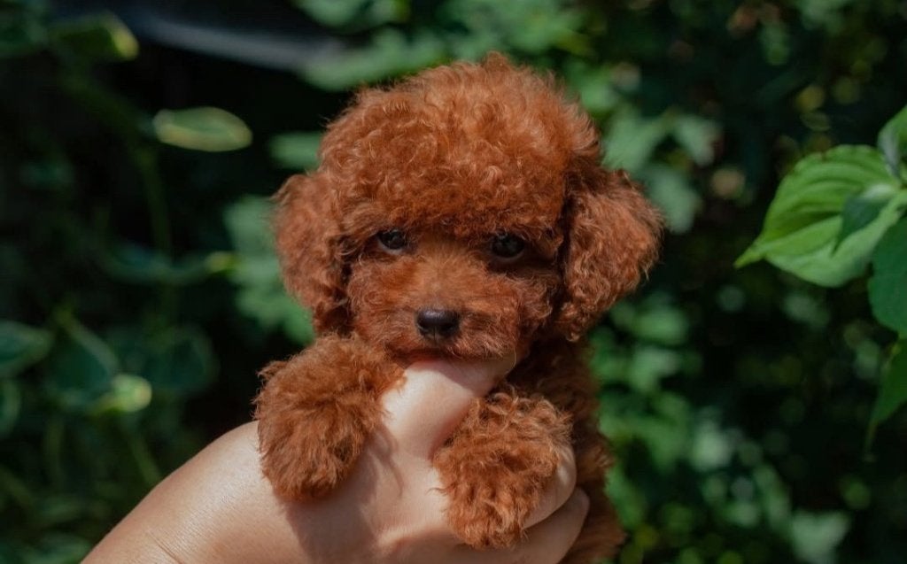 Toy poedel reu, Dieren en Toebehoren, Honden | Chihuahua's en Gezelschapshonden, Poedel, Reu, 8 tot 15 weken, Parvo