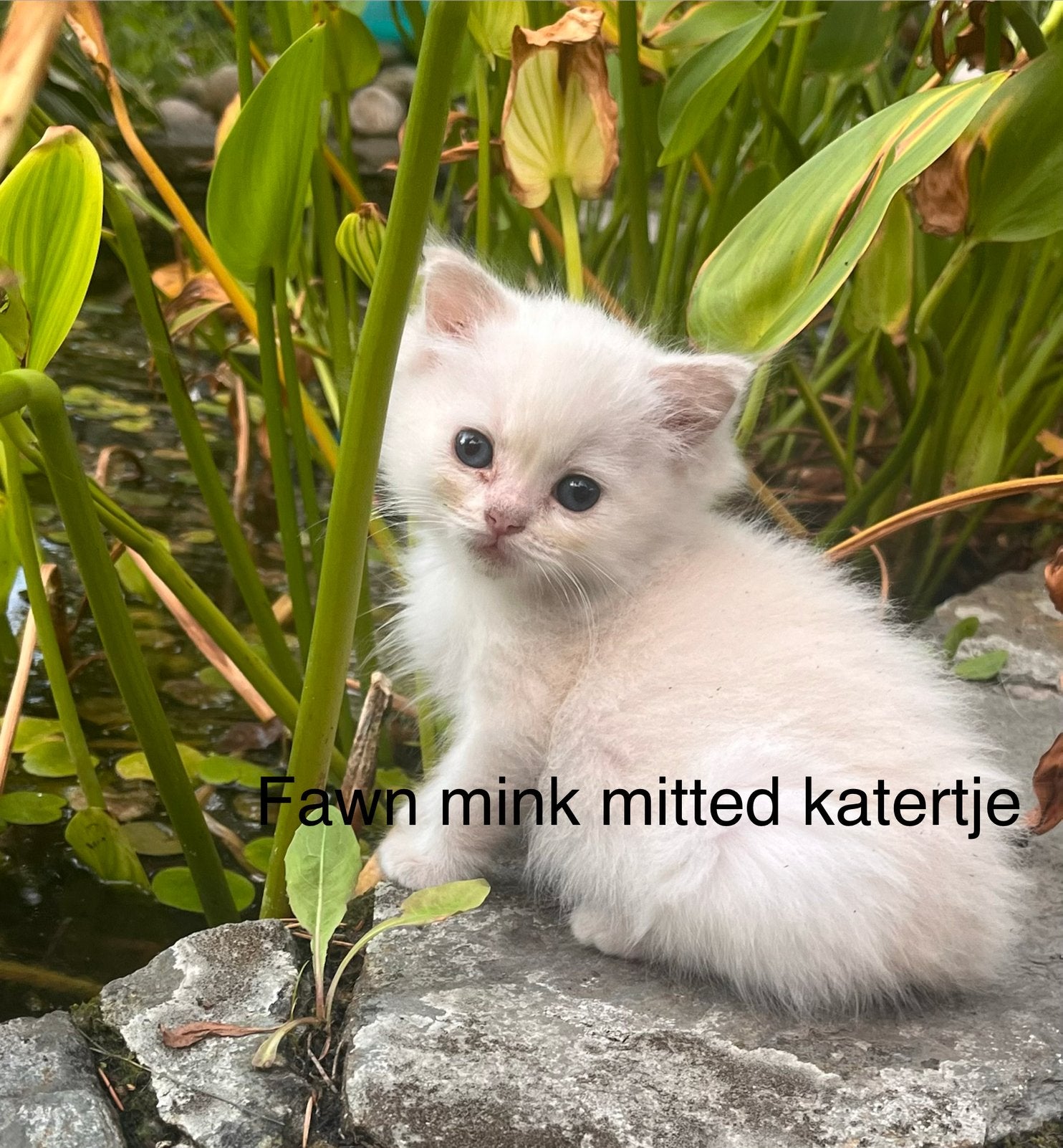 Ragdollkittens met stamboom, getest, zeldzame kleur, fawn, Meerdere dieren, Langharig, 0 tot 2 jaar