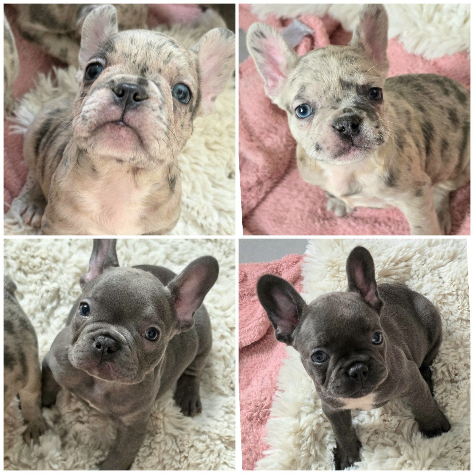 Franse bulldog pups /thuis opgegroeid, Dieren en Toebehoren, 8 tot 15 weken, Meerdere, Meerdere dieren, Nederland