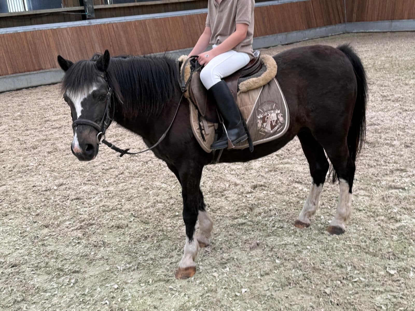 Super lieve wandel speel recreatie po y te koop, Dieren en Toebehoren, Pony's, Merrie, Niet van toepassing, Gechipt, B pony (1.17m tot 1.27m)
