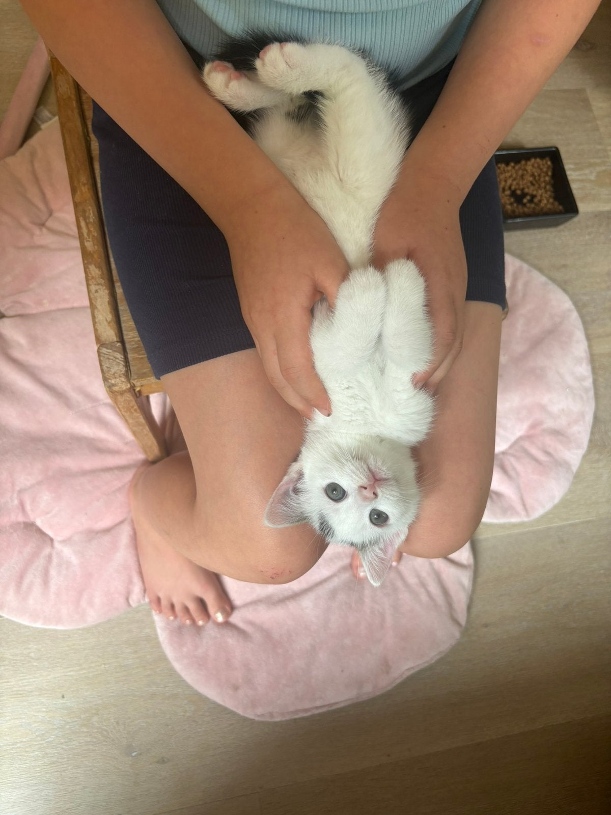 Kittens, Dieren en Toebehoren, Meerdere dieren