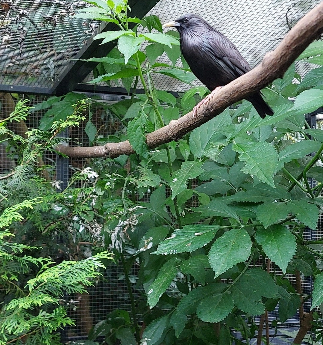 Zwarte spreeuw Sturnus unicolor, Dieren en Toebehoren, Vogels | Overige Vogels, Mannelijk, Geringd