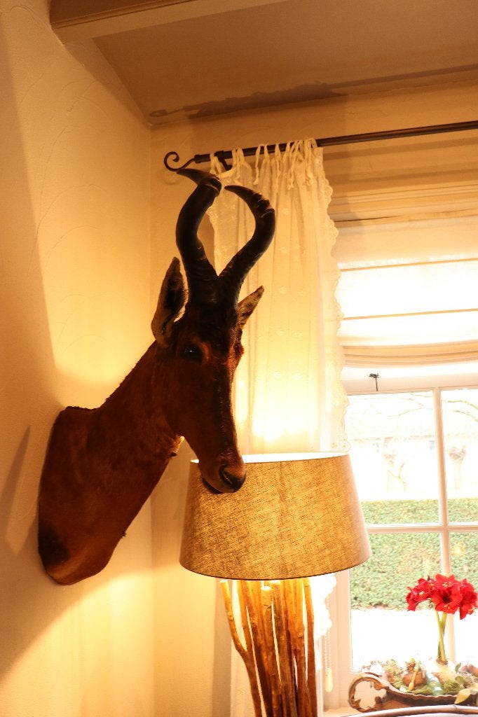 Prachtige opgezette kop van een Hartebeest - Zeldzaam, Ophalen, Zo goed als nieuw, Wild dier, Opgezet dier
