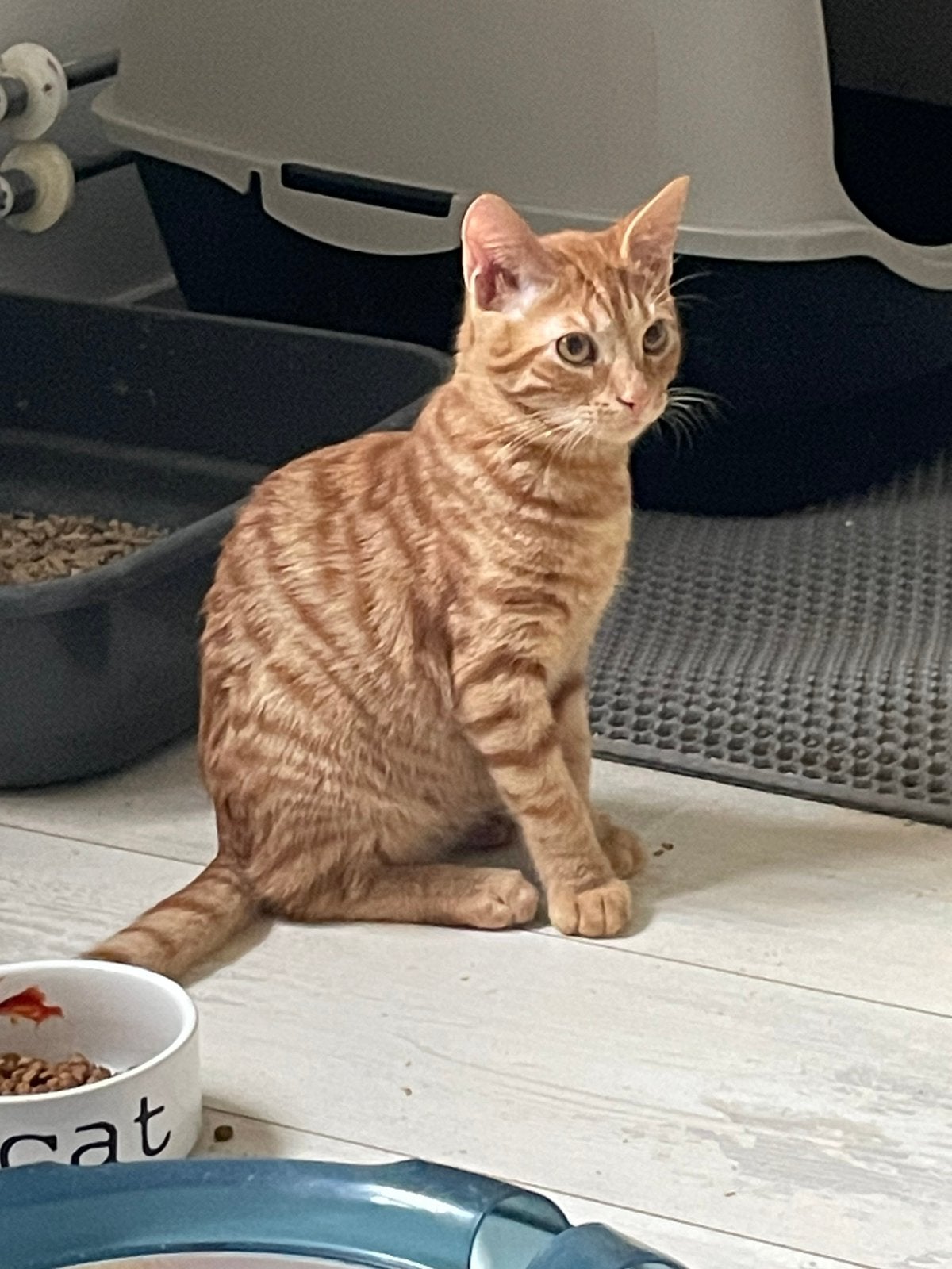 Marco 5 mnd oud bij gastgezin in Amsterdam zoekt fijn thuis, Kater