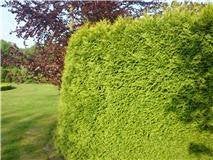 HAAGPLANTEN: Coniferen Thuja Laurier Taxus Baccata Hedera, Ophalen of Verzenden, Overige soorten, 100 tot 250 cm