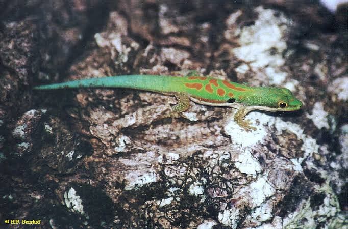 GEZOCHT phelsuma parva, 0 tot 2 jaar
