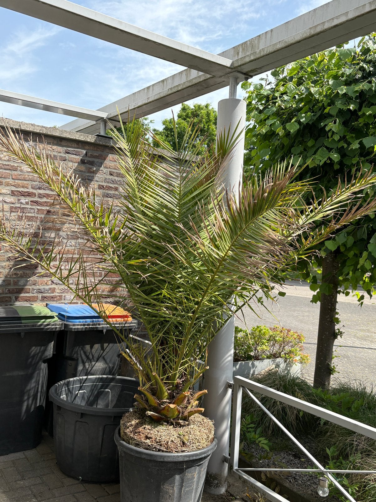 Prachtige grote oude Phoenix canariensis in pot!!, 100 tot 250 cm, Zomer, Palmboom, Ophalen