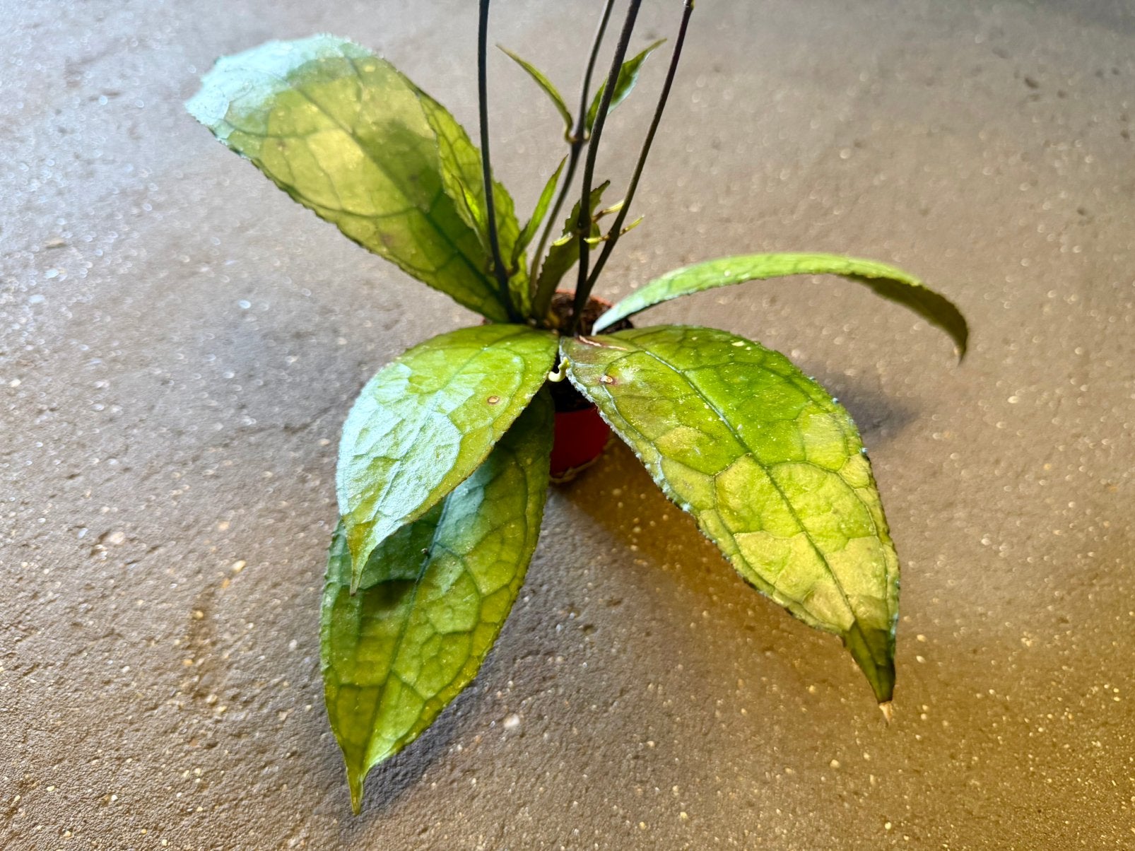 Hoya Clemensorium Dark leaf p9, Ophalen of Verzenden