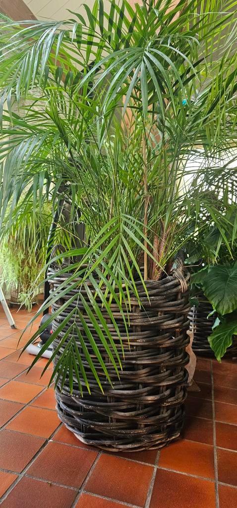 Landelijke rotan mand - 80 cm hoog, 70 cm breed, Huis en Inrichting, Woonaccessoires | Schalen en Manden, Ophalen, Rechthoekig