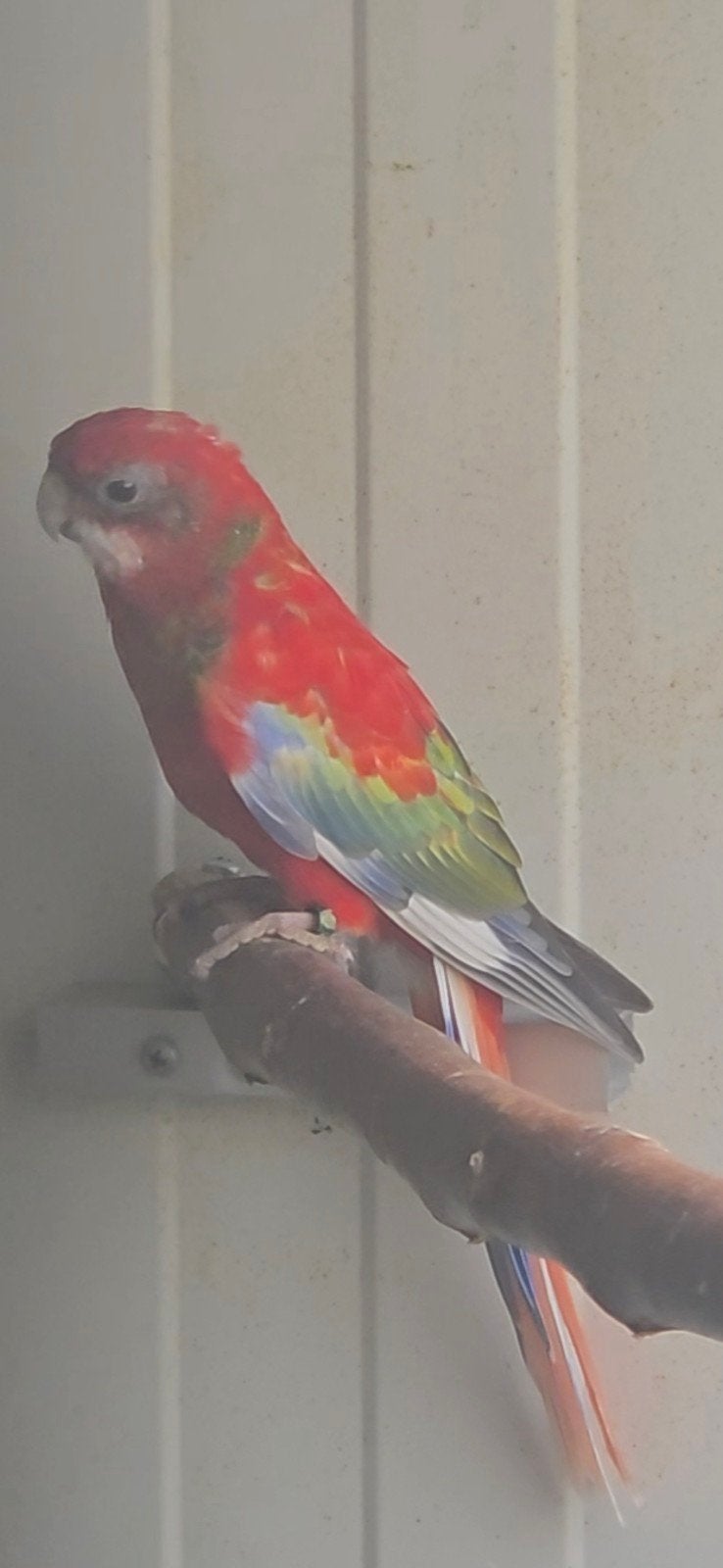 zwart golden opaline rosella.s, Meerdere dieren, Parkiet, Geringd