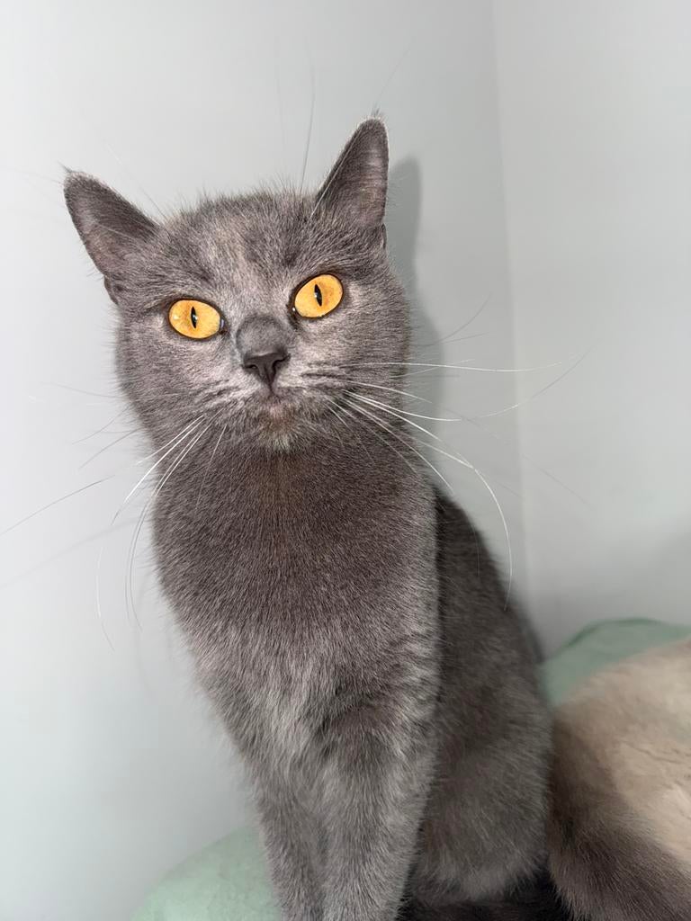 Brits korthaar poes 1,5 jaar oud (inclusief alle spullen), Dieren en Toebehoren, Katten en Kittens | Dekkaters, 0 tot 2 jaar