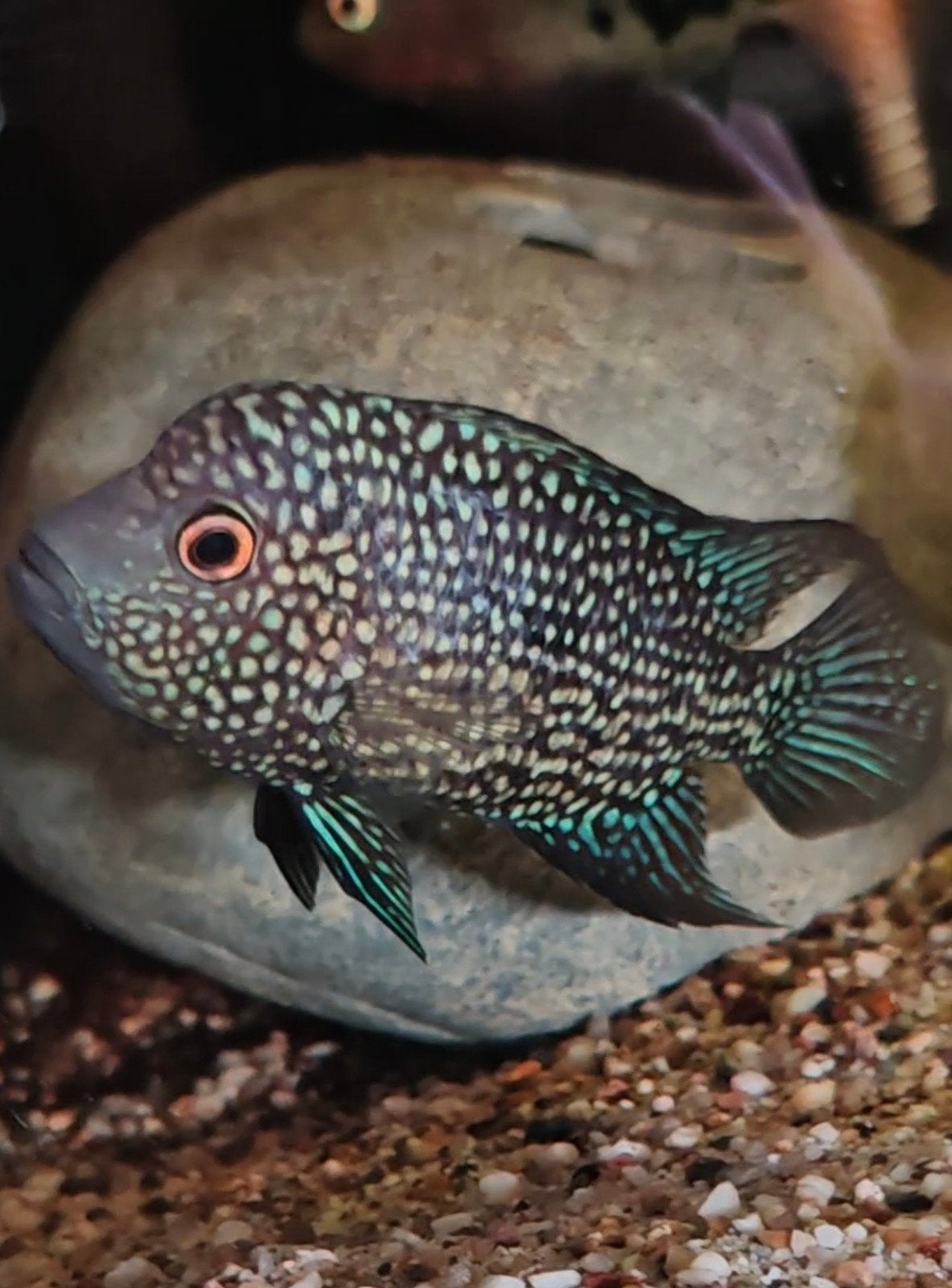 Herichtis carpintis jongen., Vis